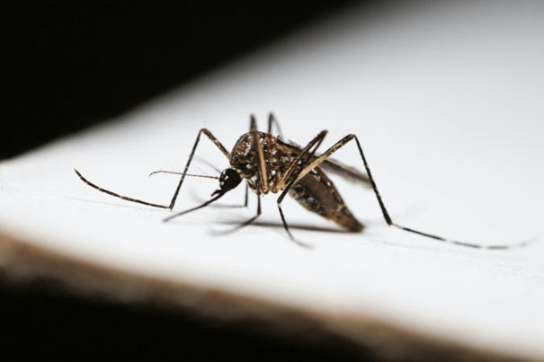 Vooruitblik op Wereld Malaria Dag – 25 april: Samen Tegen Malaria in Kibara